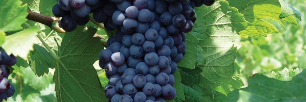 Biologische Rosine: Nat&uuml;rliche Energiequelle